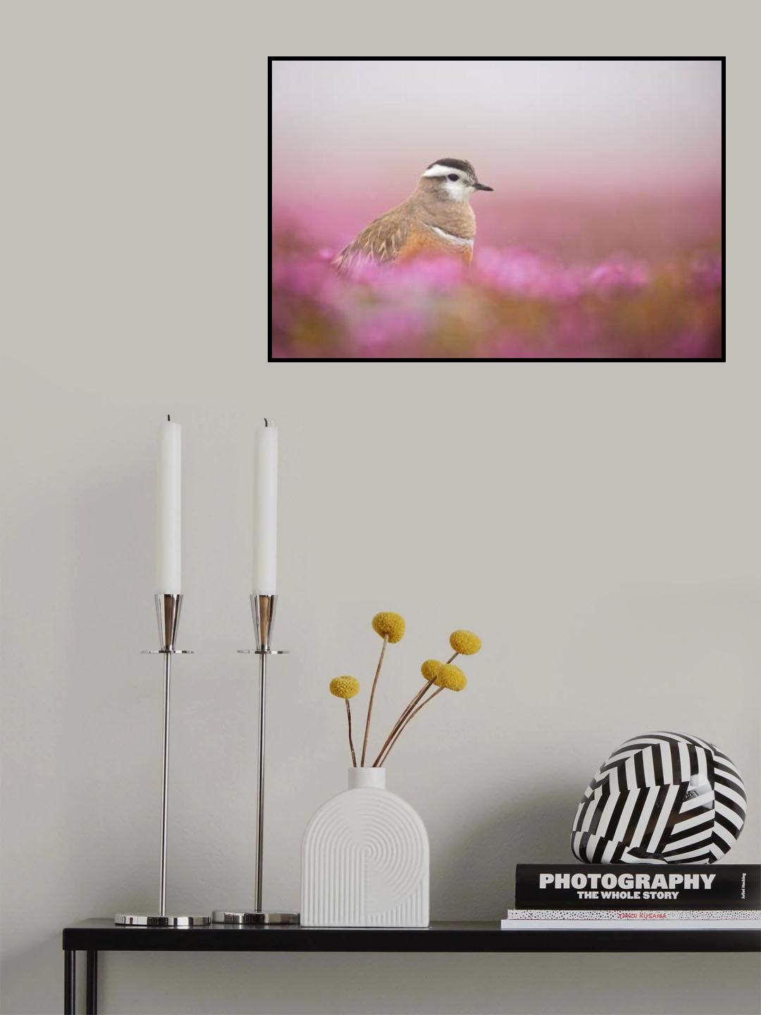 Dotterel in a pink setting Poster och Canvastavla