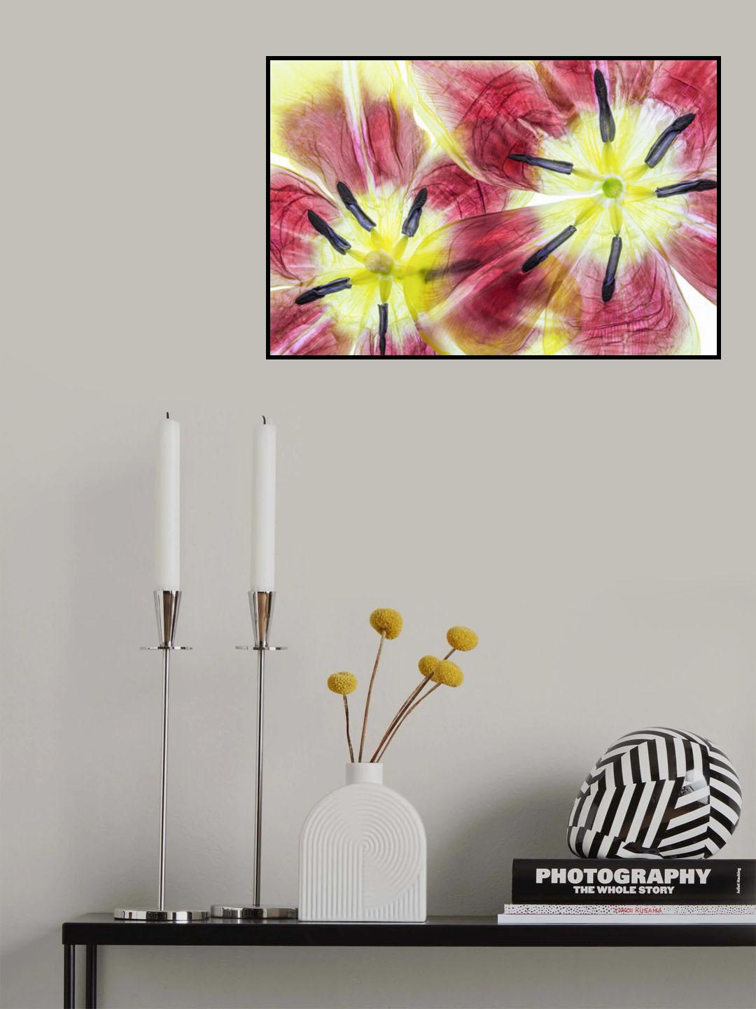 Tulips Poster och Canvastavla