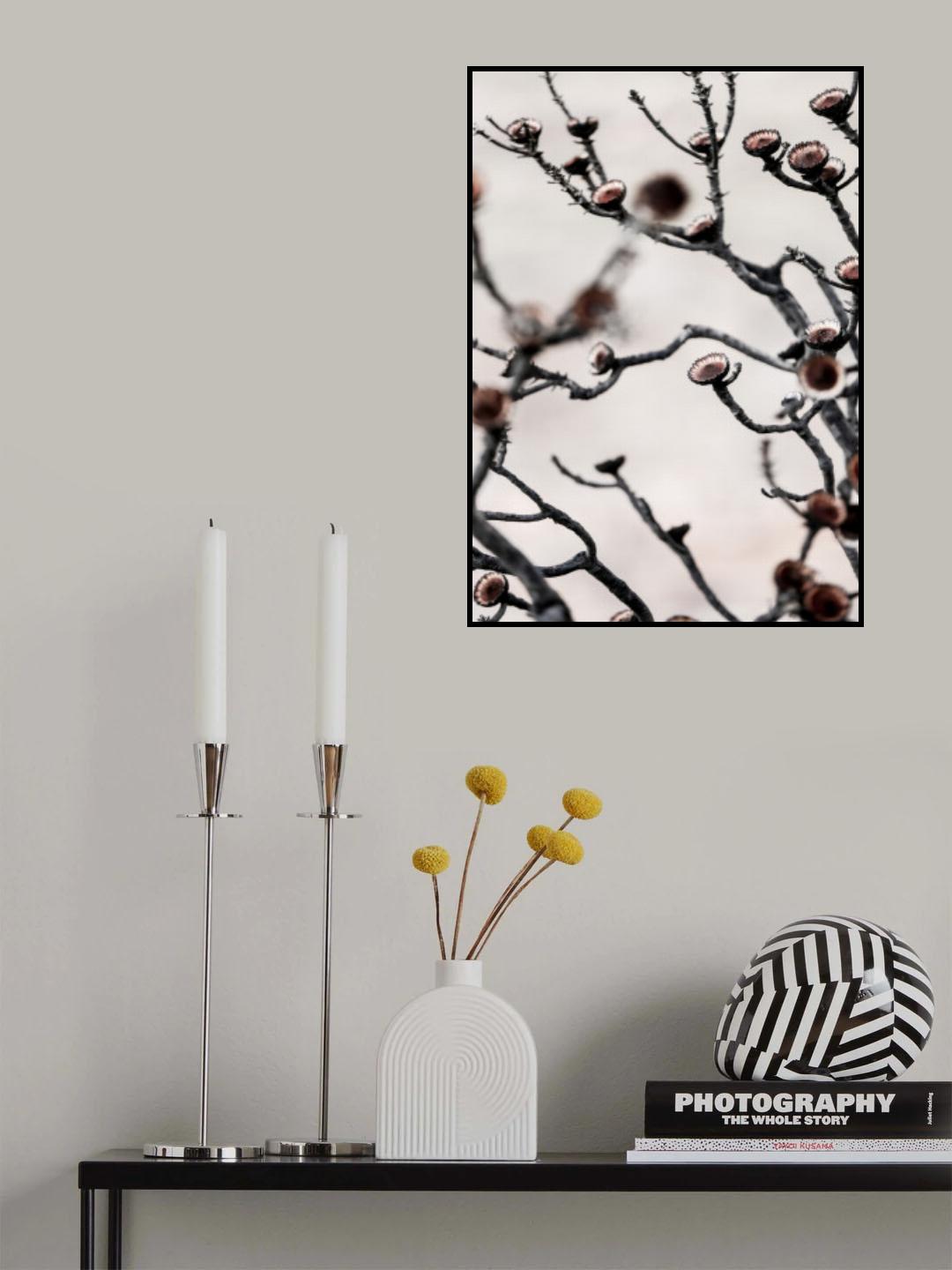 Swartberg Protea No3 Poster och Canvastavla