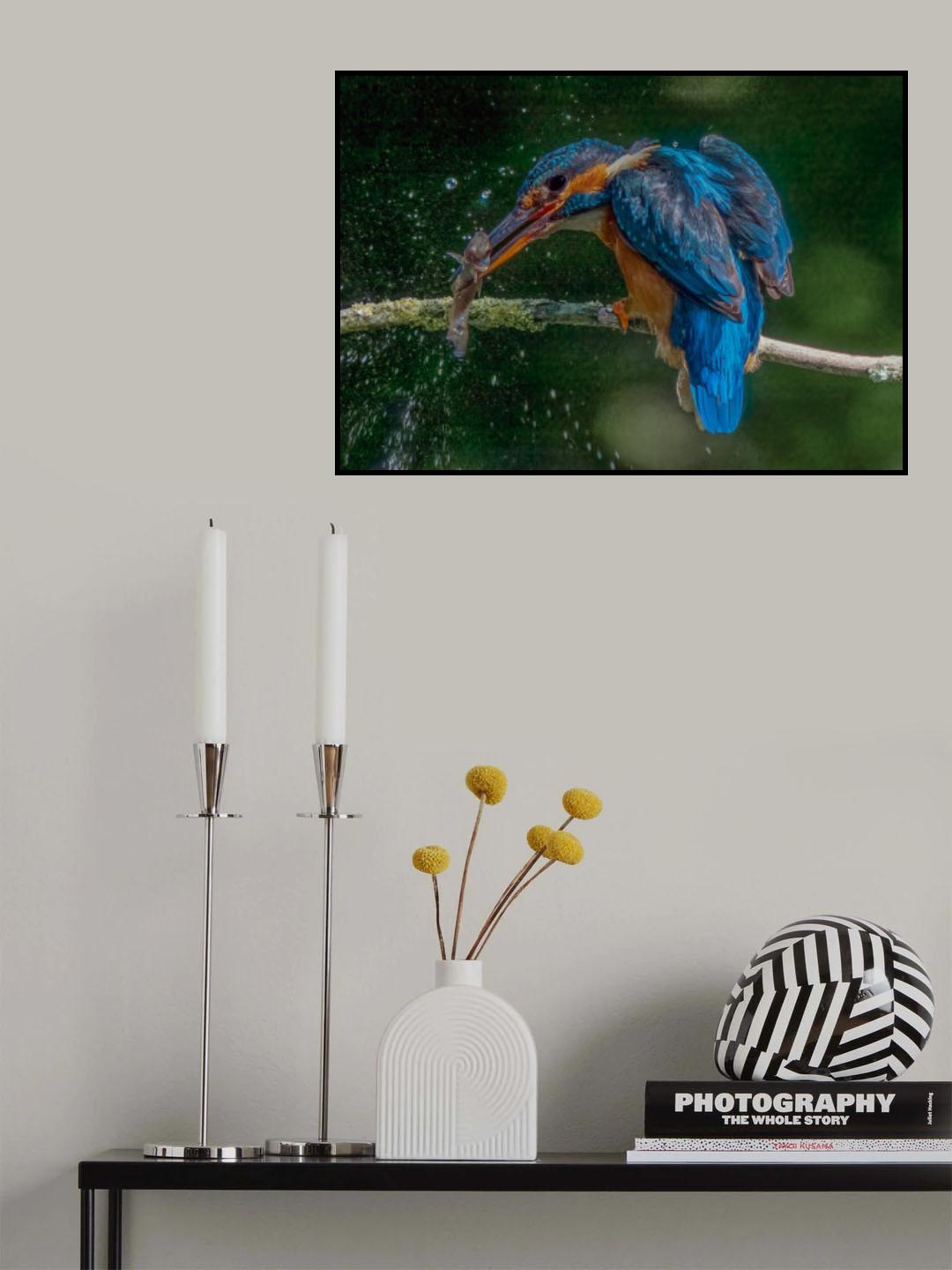 Kingfisher stunning its catch Poster och Canvastavla