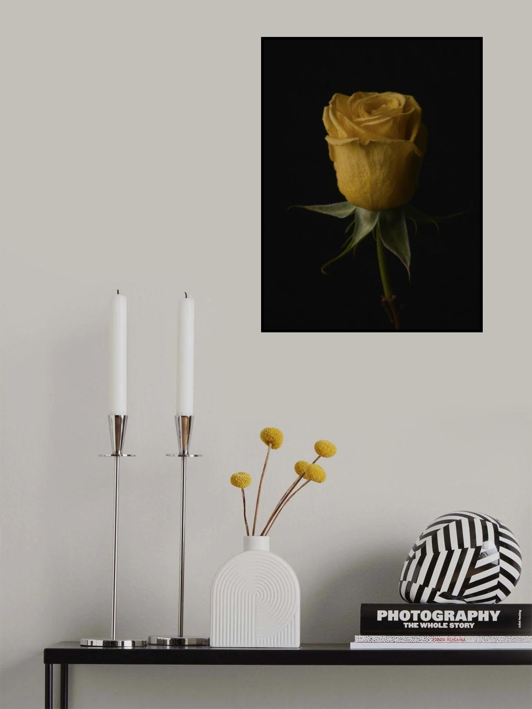 yellow rose Poster och Canvastavla