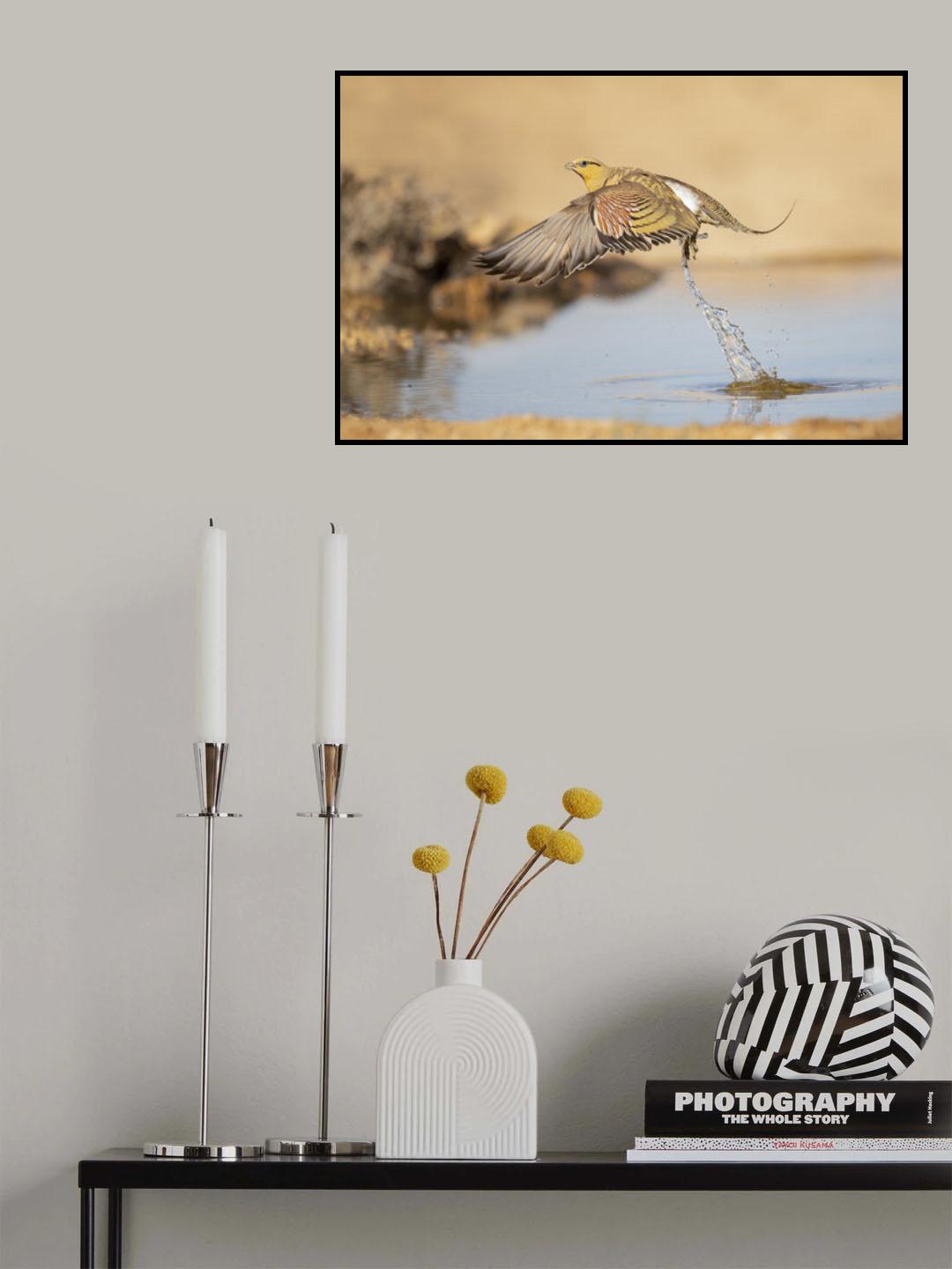 Pin-tailed Sandgrouse in a hurry... Poster och Canvastavla