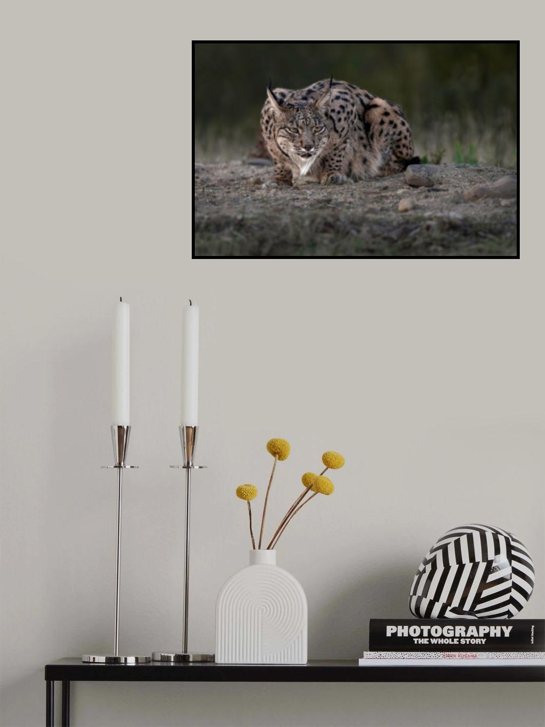 Iberian Lynx Poster och Canvastavla