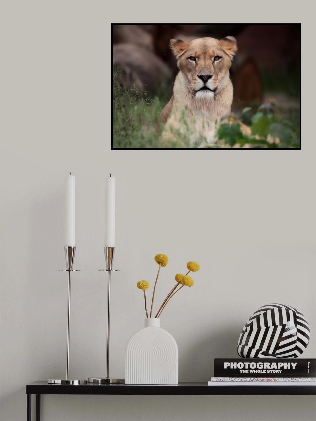 LIONESS (BERBER) Poster och Canvastavla