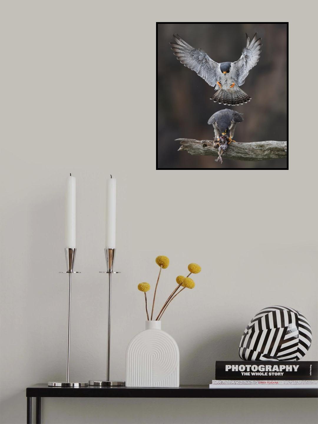 Falcon's Love Season Poster och Canvastavla