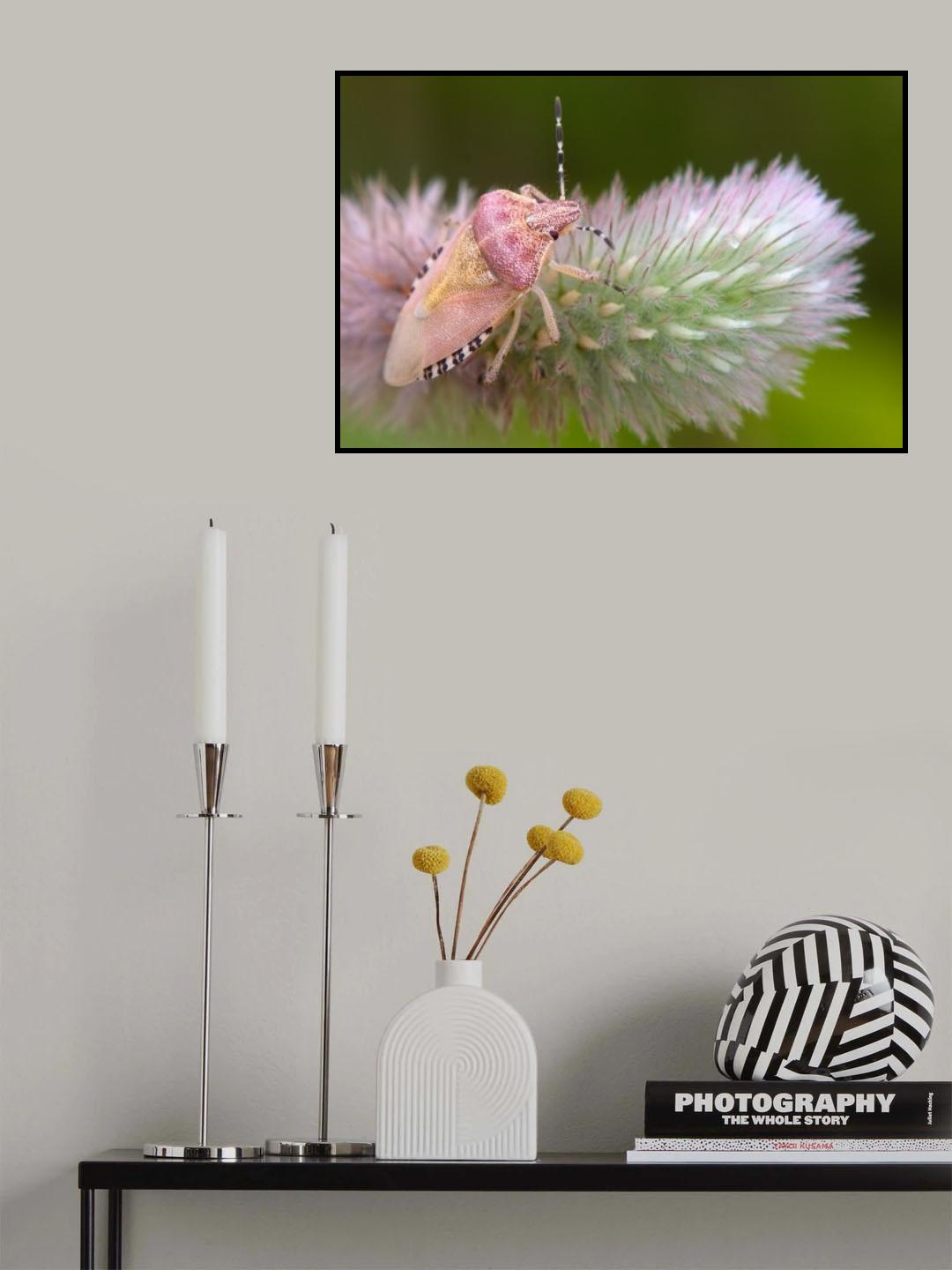 Dolycoris baccarum Poster och Canvastavla