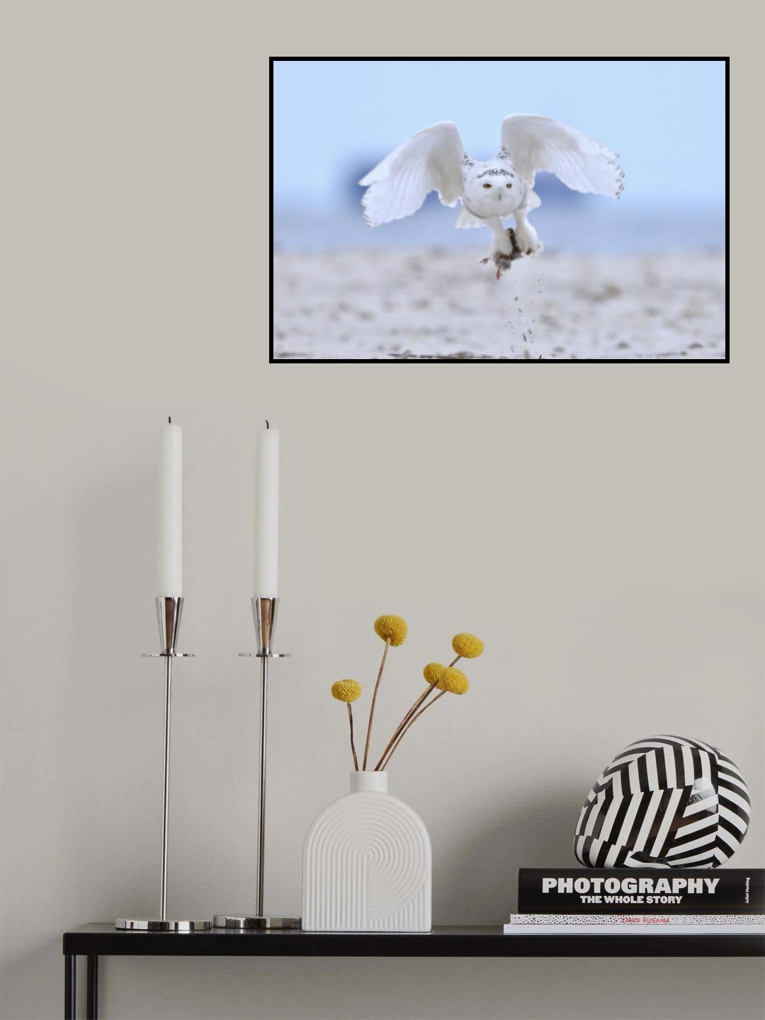 Snowy Owl Poster och Canvastavla