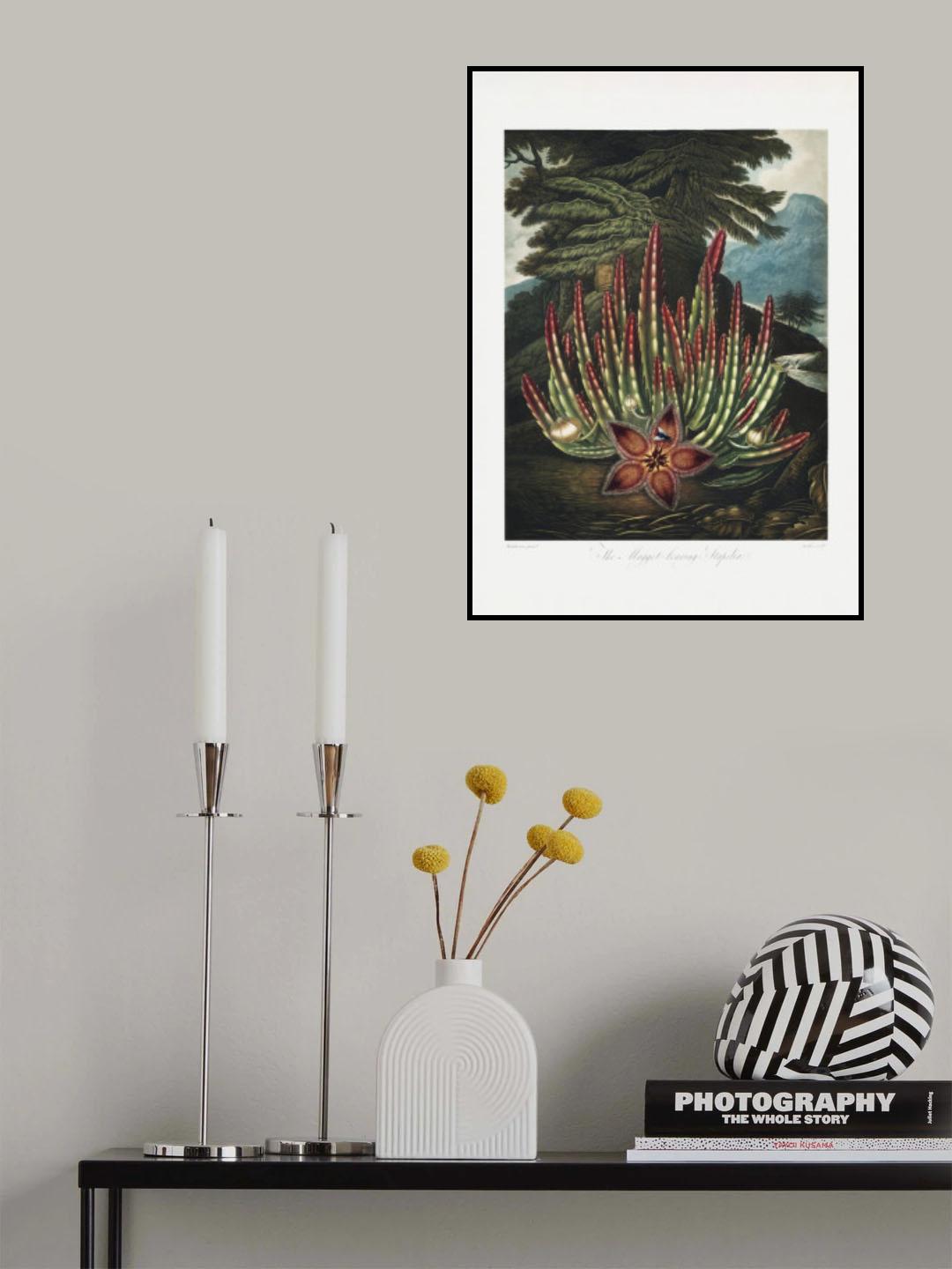 The Maggot–Bearing Stapelia from The Temple of Flora (1807) Poster och Canvastavla