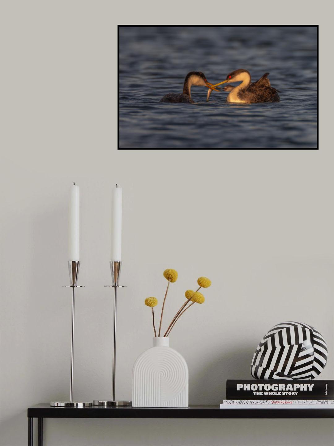 Grebe Poster och Canvastavla