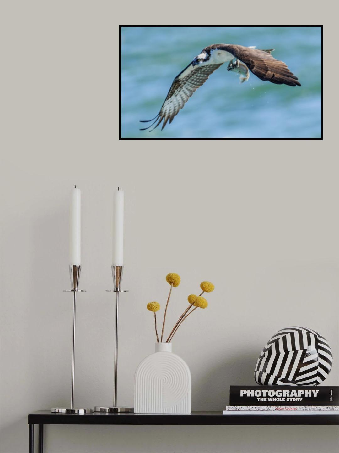 Osprey 1 Poster och Canvastavla
