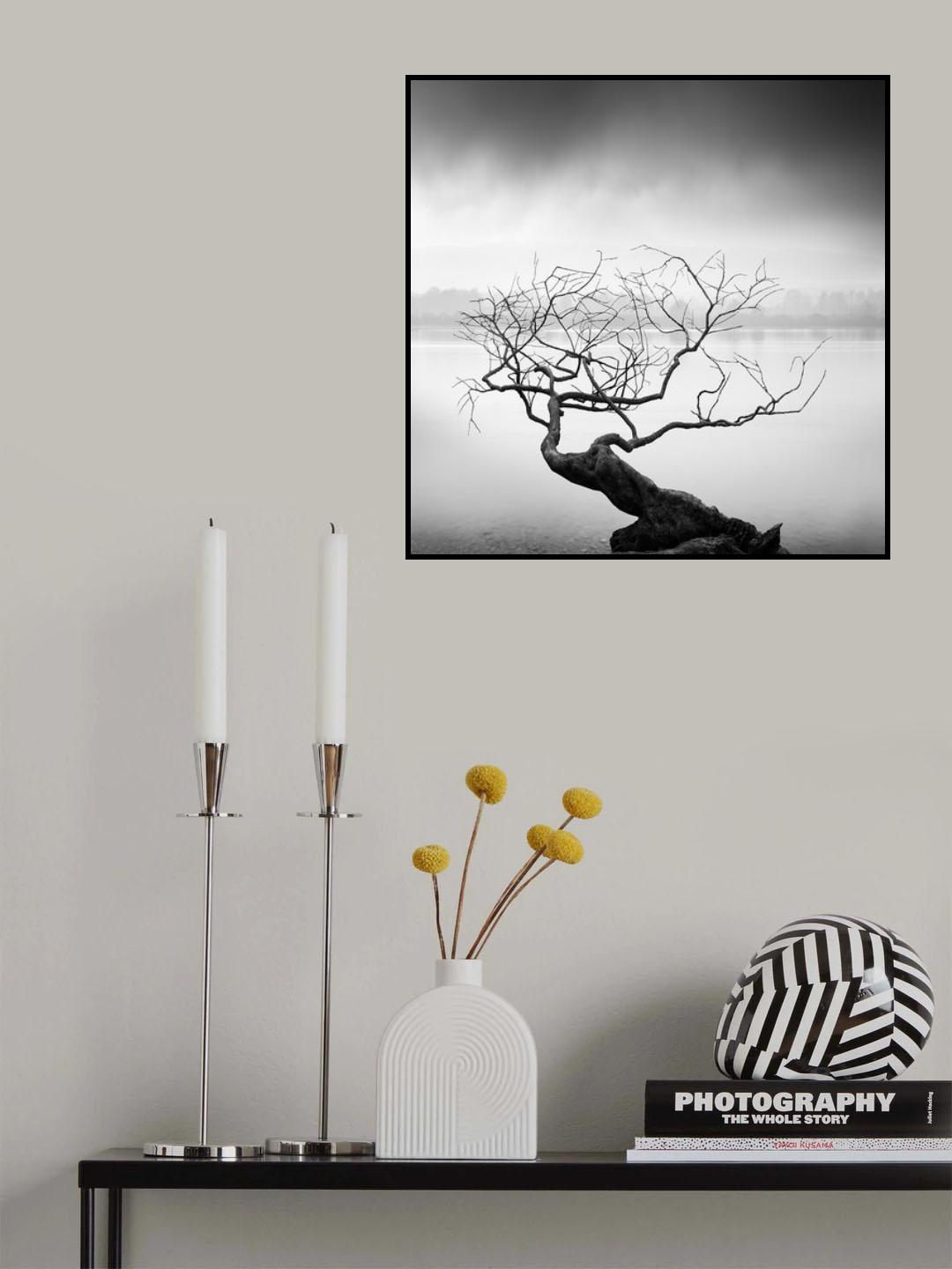 Root to Branches Poster och Canvastavla