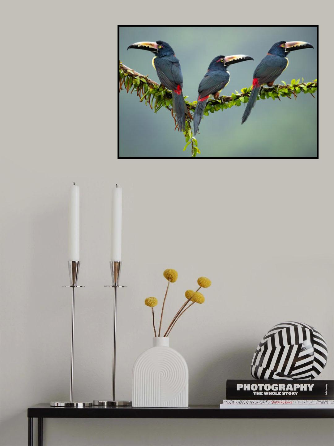 Collared Aracari Poster och Canvastavla