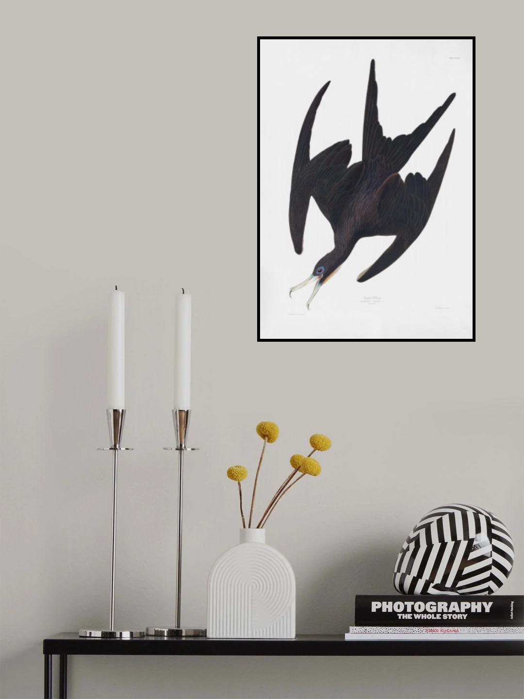 Frigate Pelican From Birds of America (1827) Poster och Canvastavla