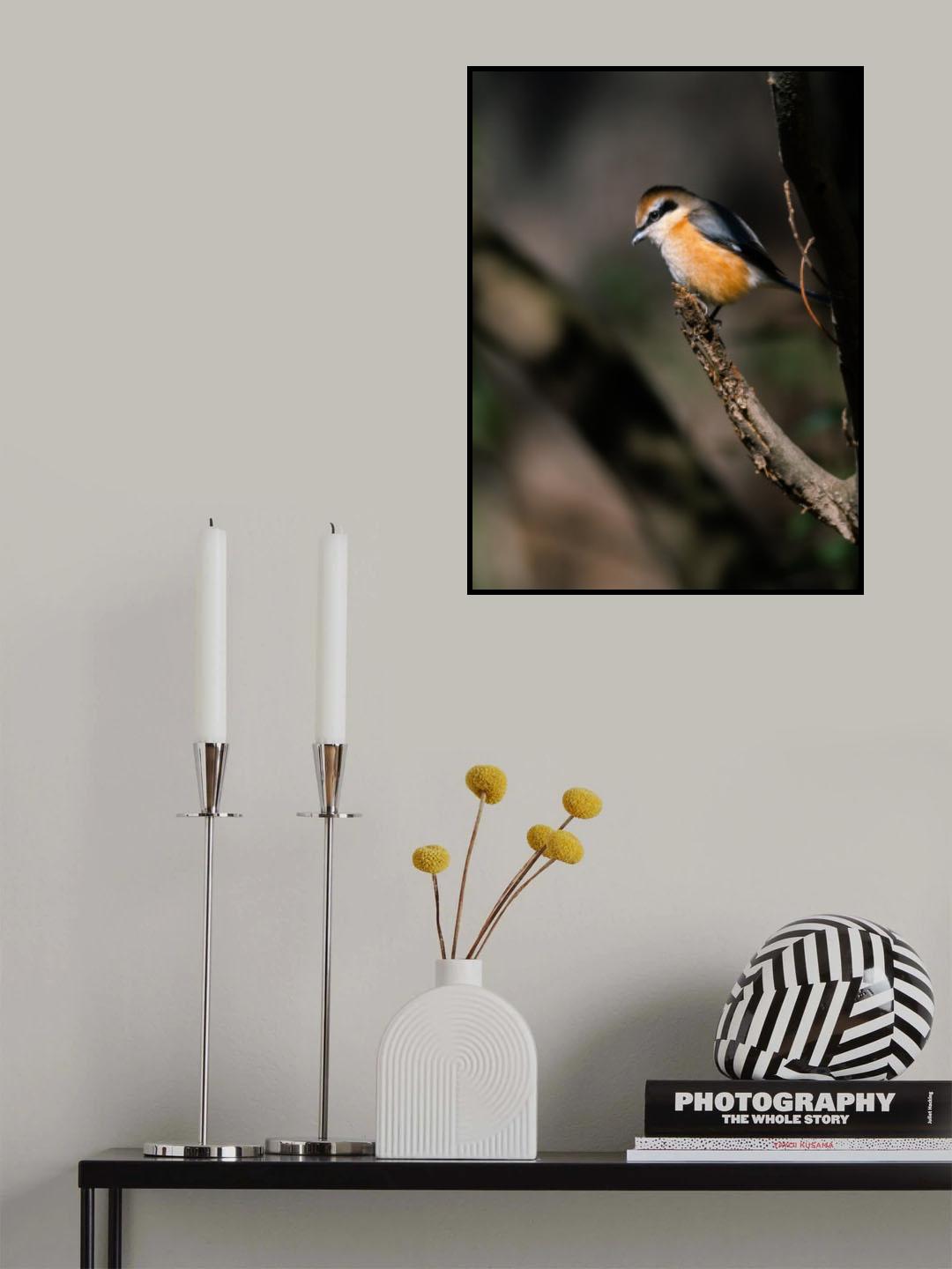 Bull-headed shrike Poster och Canvastavla