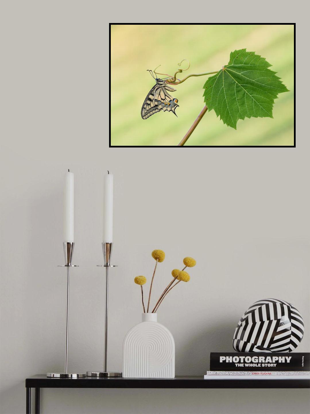 Machaon and grape leaf Poster och Canvastavla
