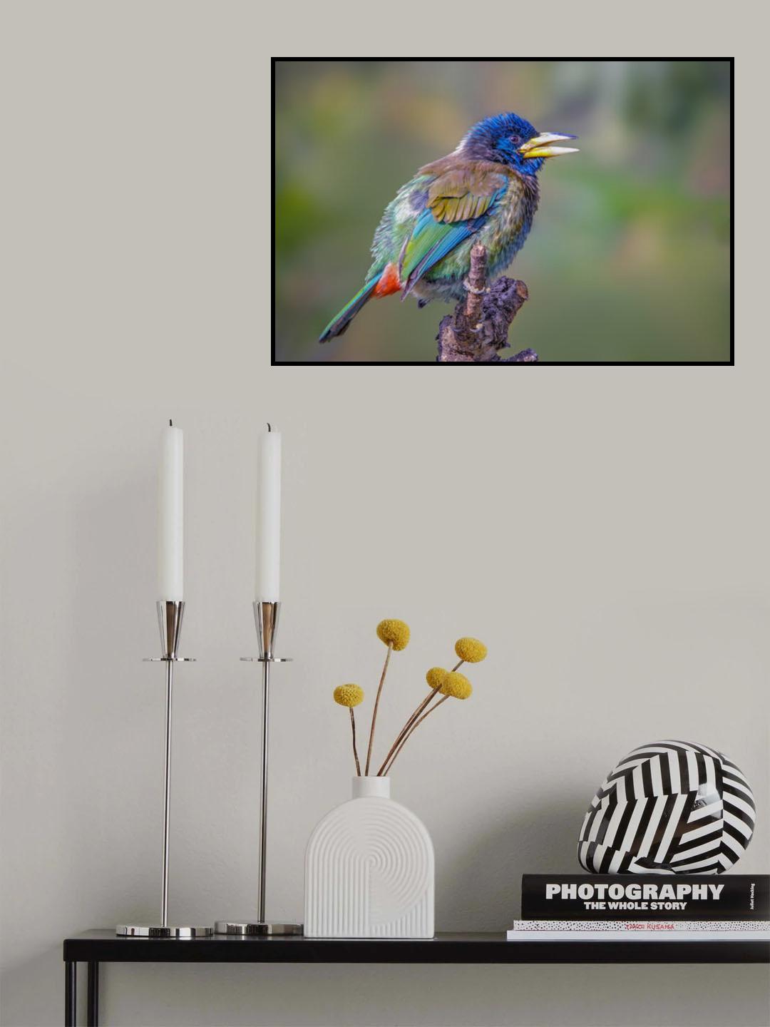 Great Barbet Poster och Canvastavla