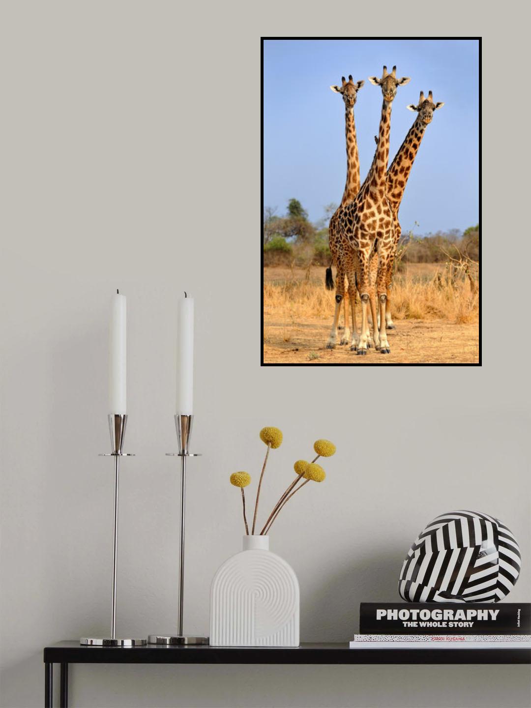 Three Headed Giraffe Poster och Canvastavla