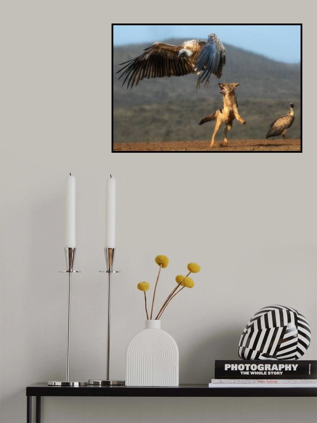 Jackal chasing vulture... Poster och Canvastavla