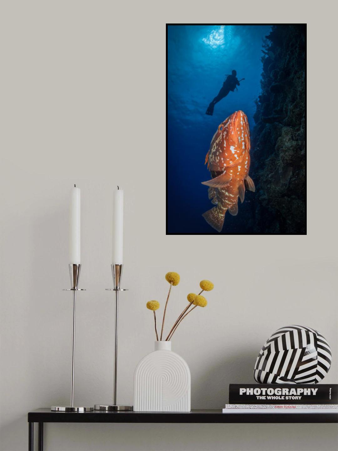 Swim with grouper Poster och Canvastavla