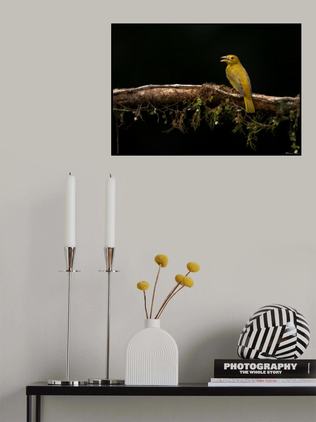 Summer Tanager Poster och Canvastavla