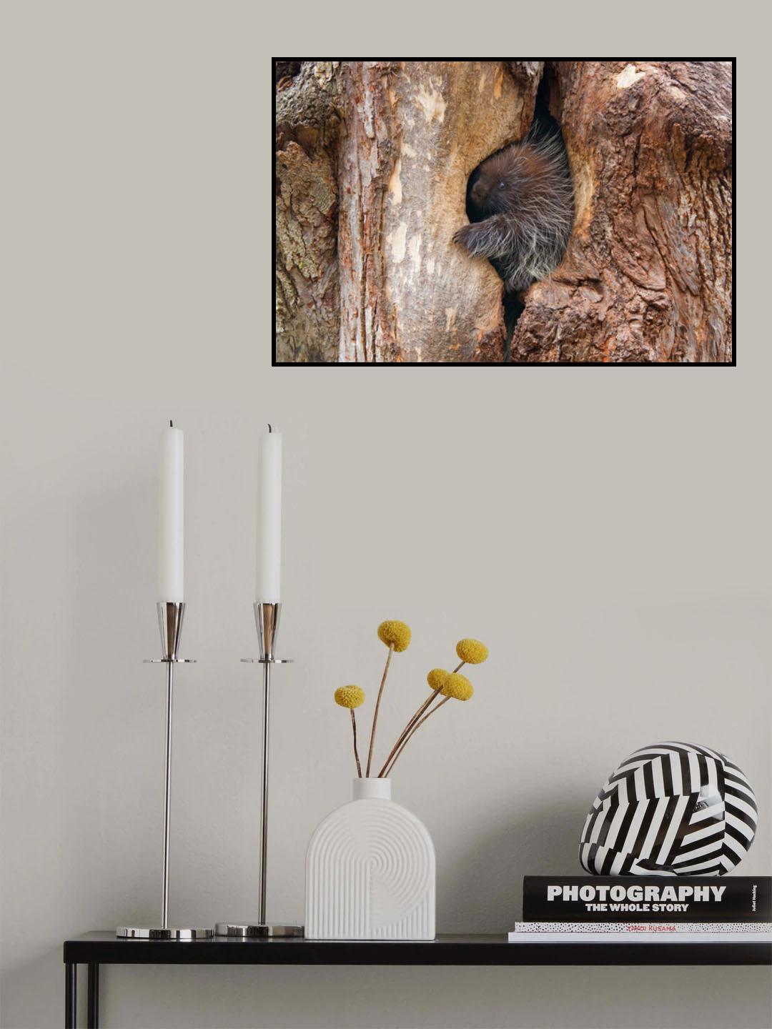 Baby porcupine in tree Poster och Canvastavla