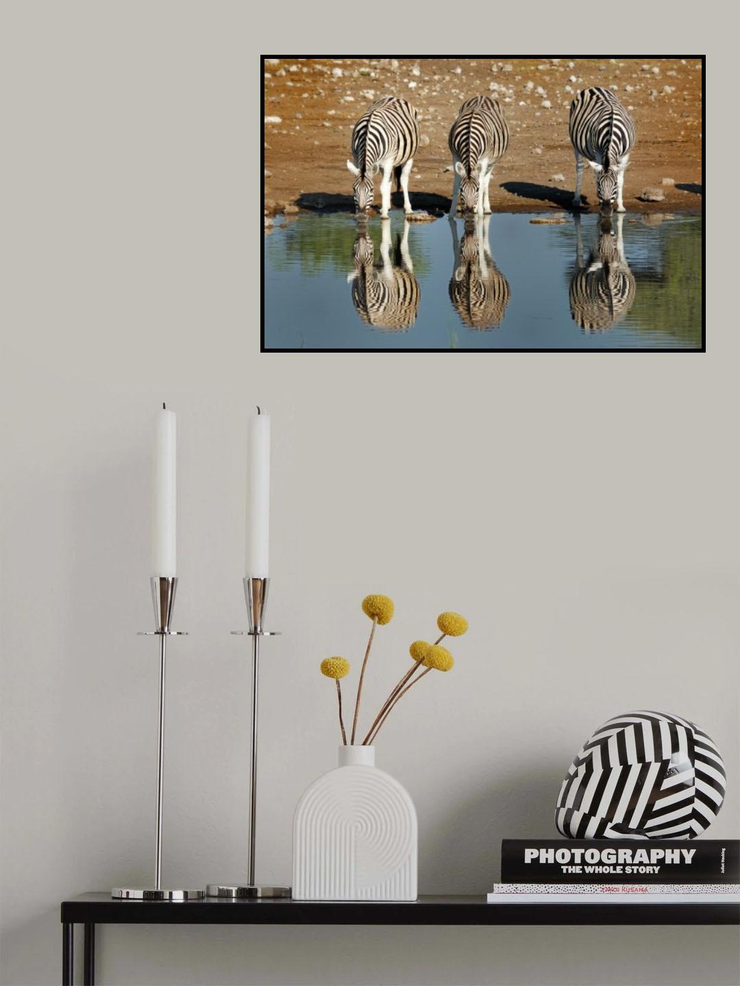 Zebra Poster och Canvastavla