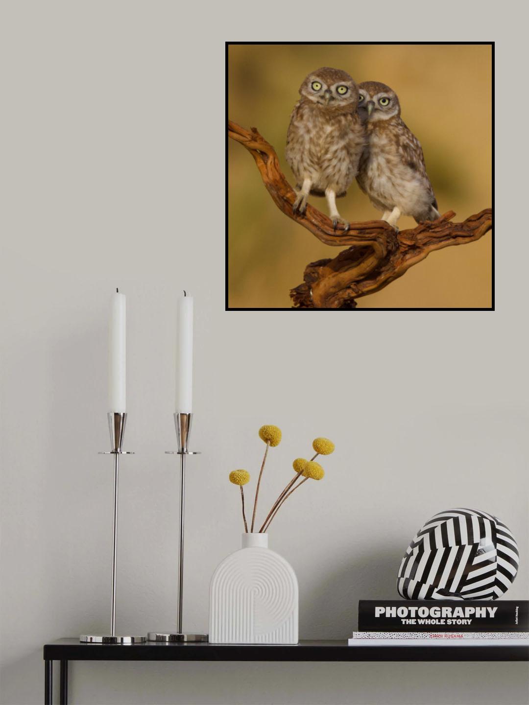 Little owls Poster och Canvastavla