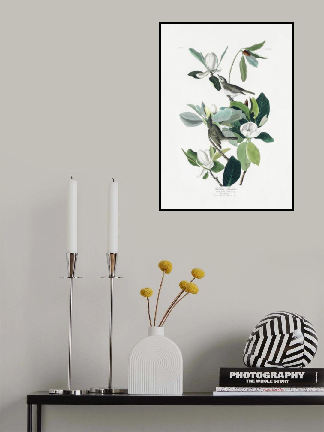 Warbling Flycatcher From Birds of America (1827) Poster och Canvastavla