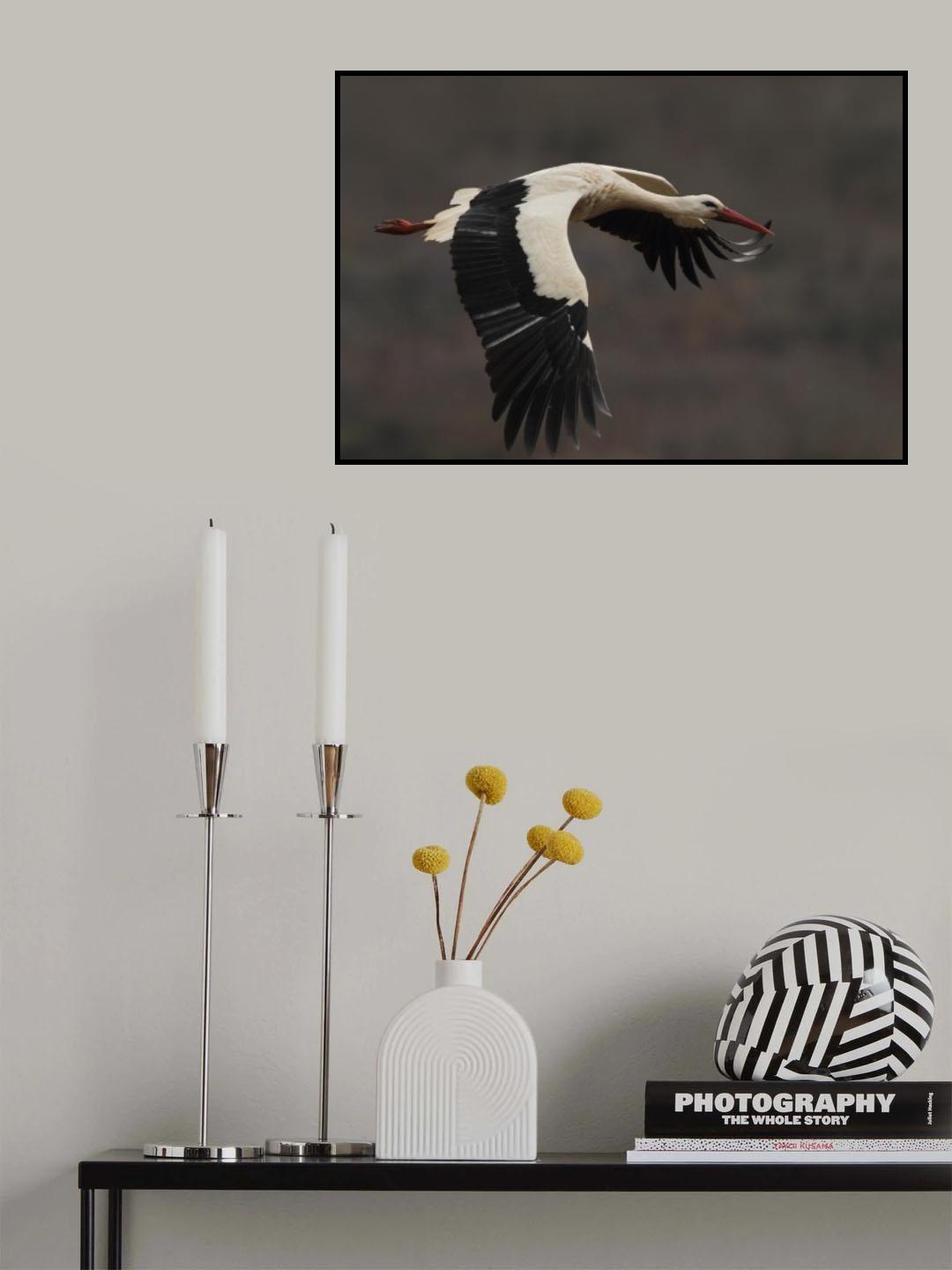 Ciconia flight Poster och Canvastavla