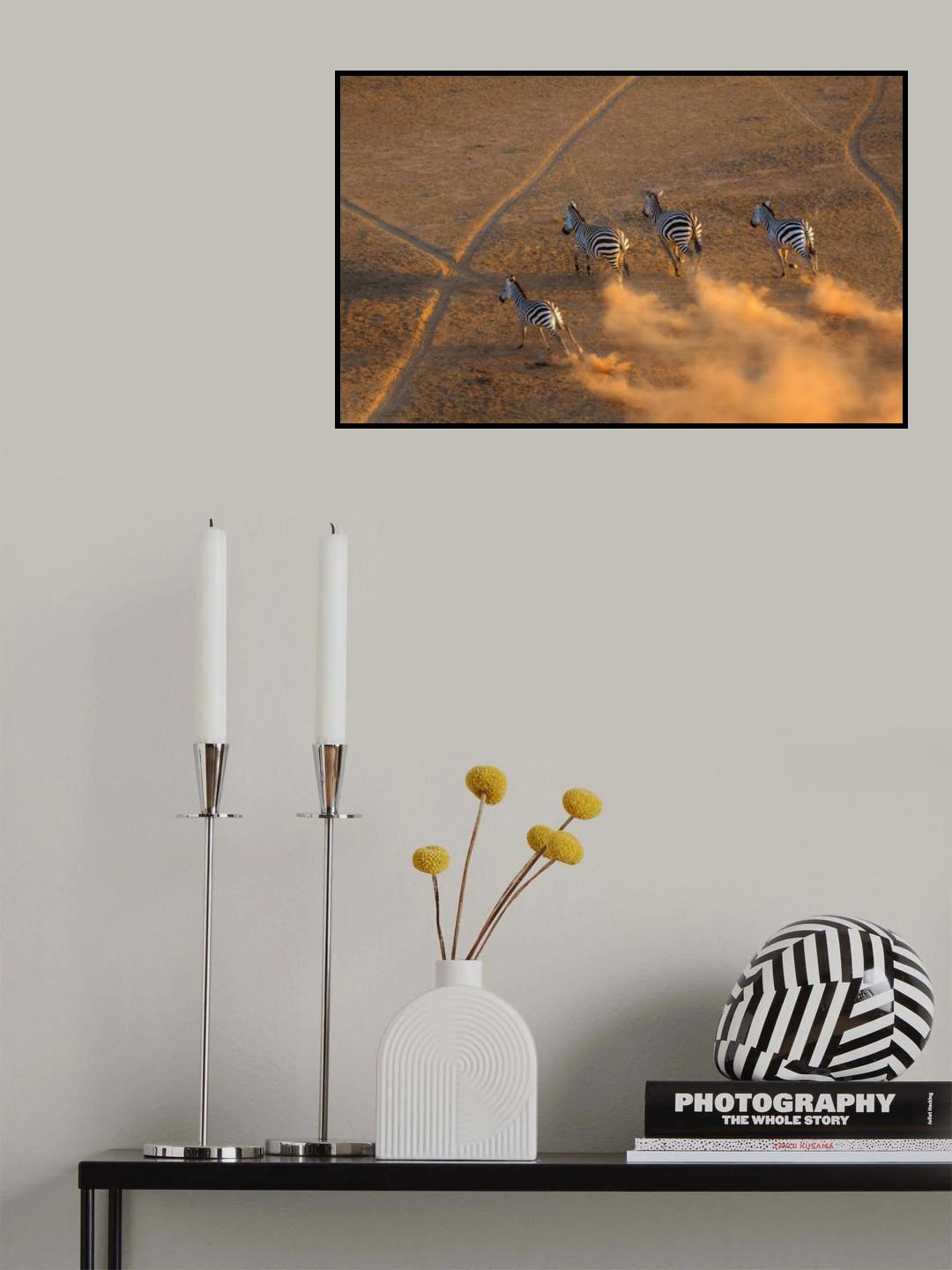 Zebra running in the sunset Poster och Canvastavla