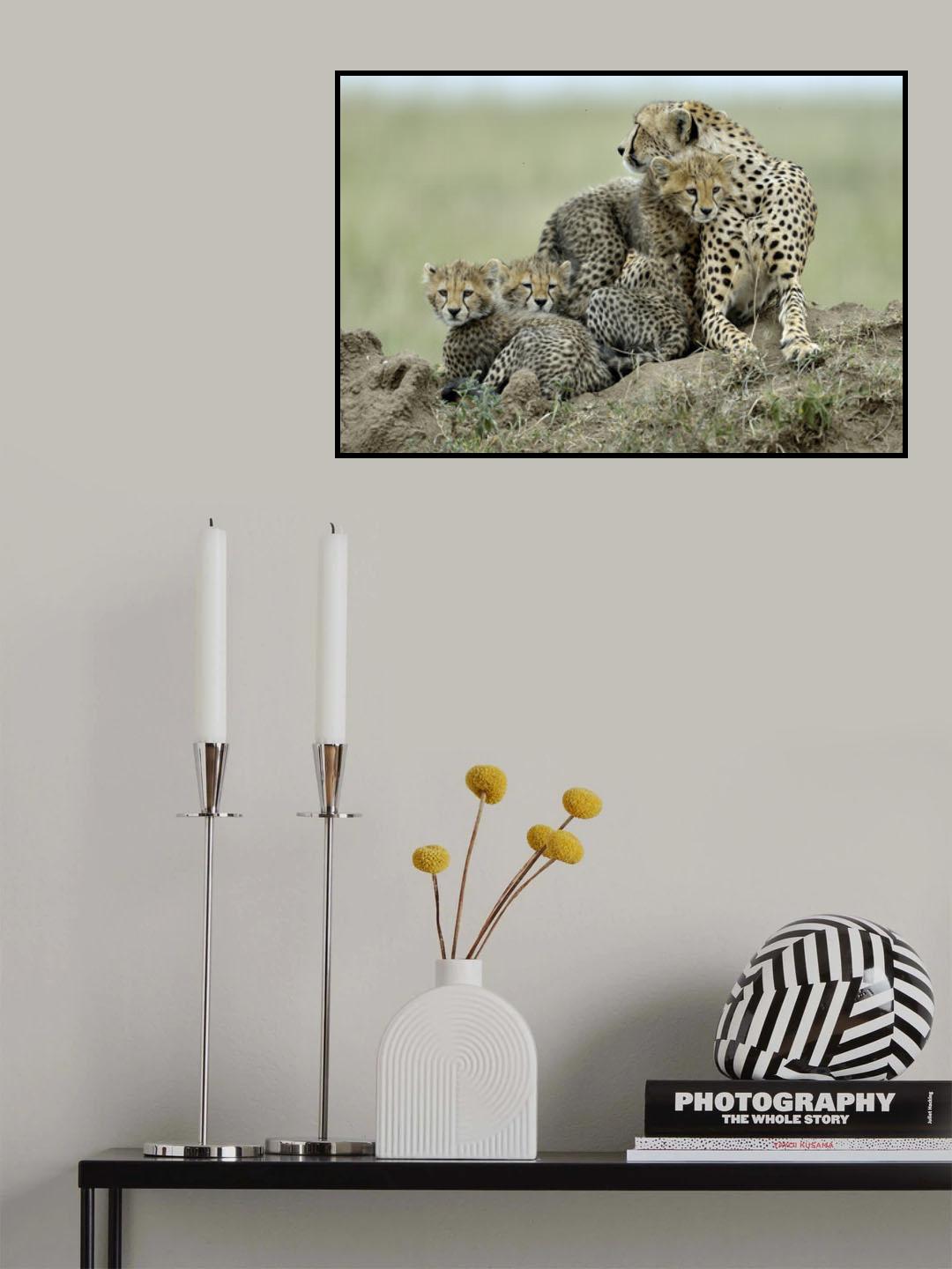 Cheetah Poster och Canvastavla