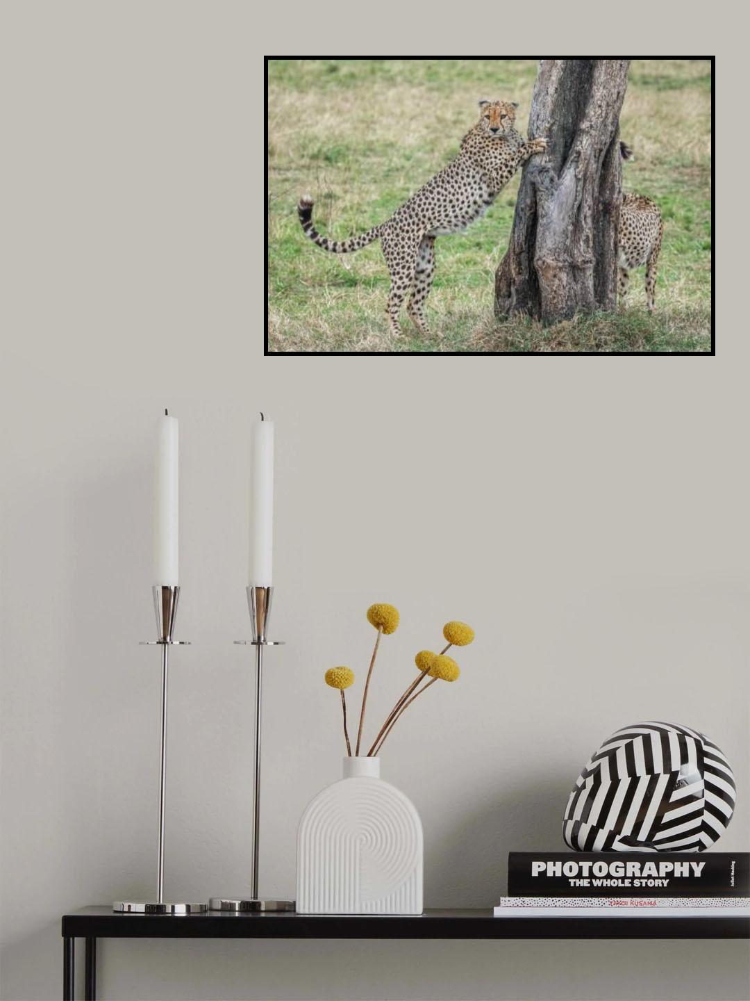 Marking territory Poster och Canvastavla
