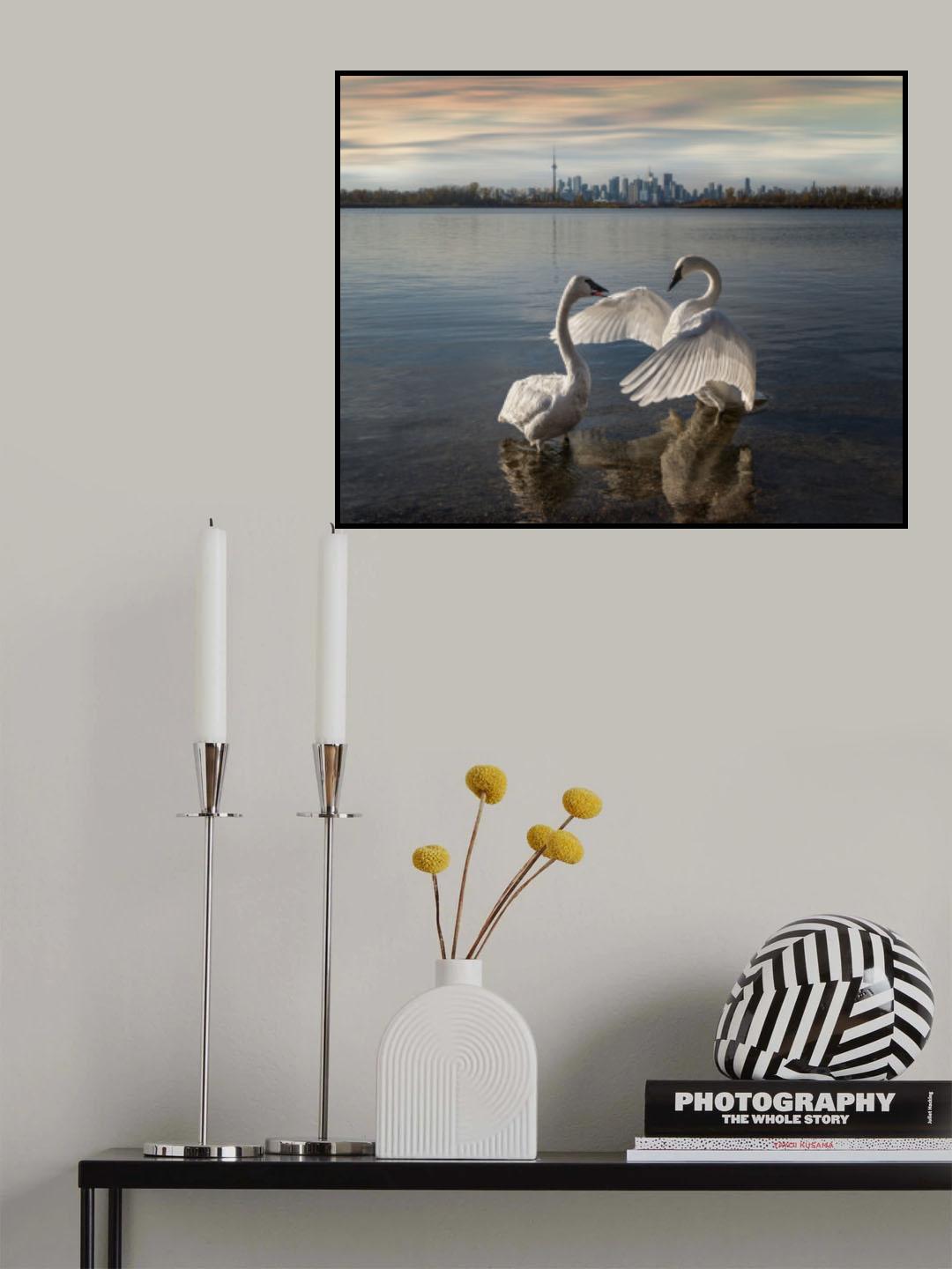 My swan lake Poster och Canvastavla