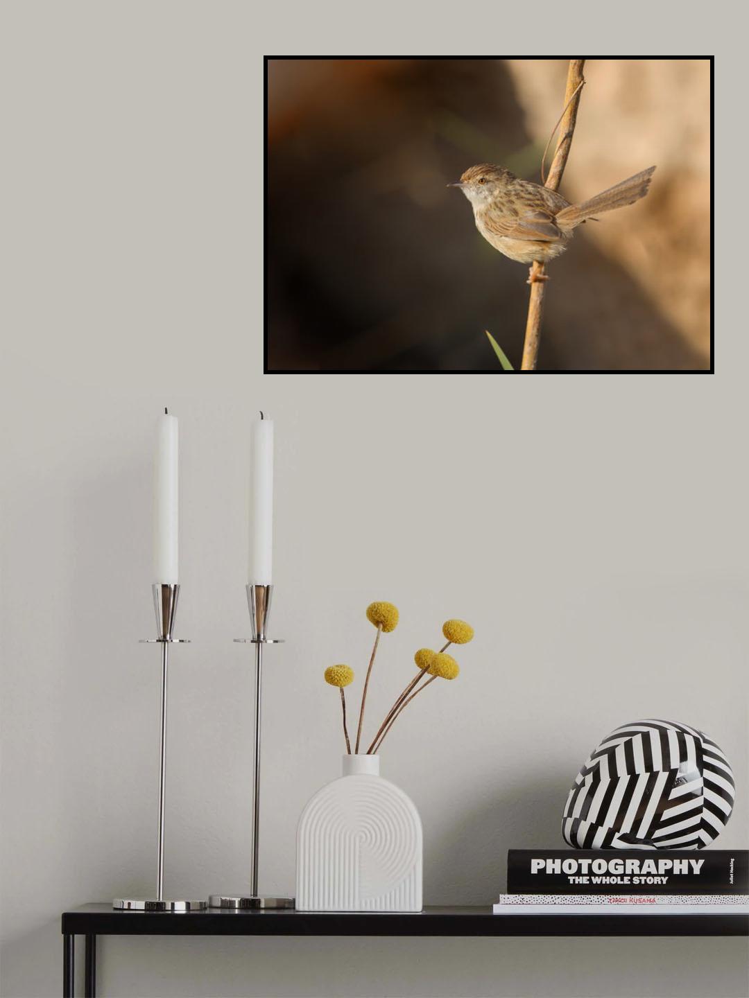 Graceful Prinia Poster och Canvastavla