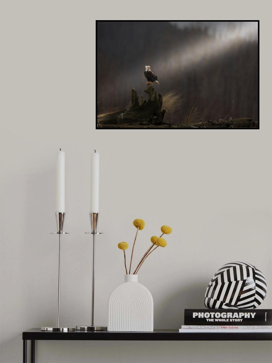 bald eagle Poster och Canvastavla