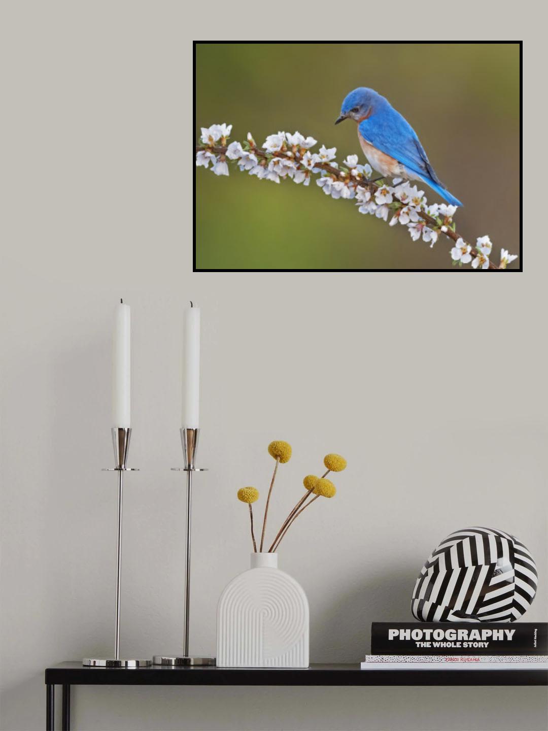 Eastern Bluebird-4 Poster och Canvastavla
