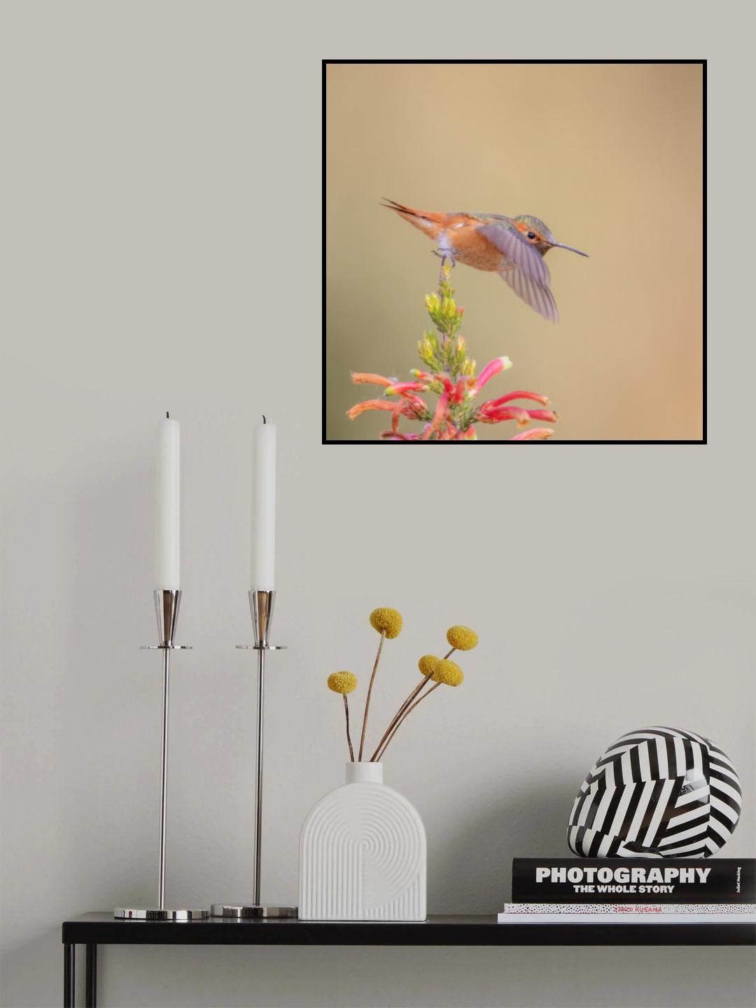 Allen's Hummingbird Poster och Canvastavla