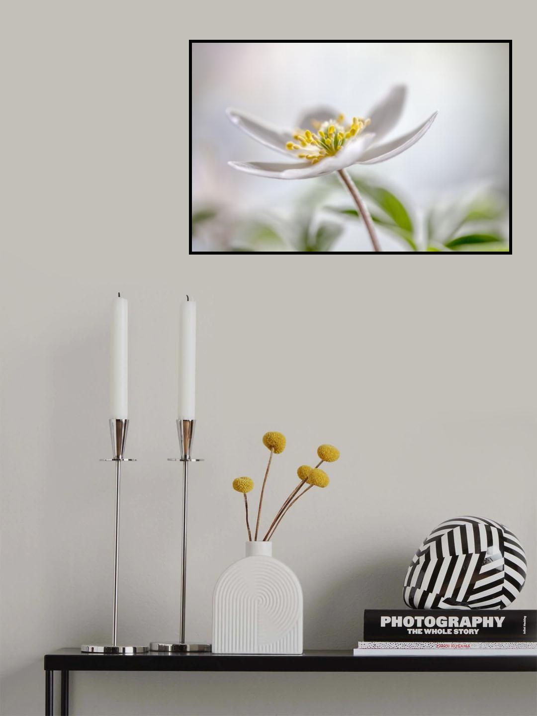 Wood Anemone Poster och Canvastavla