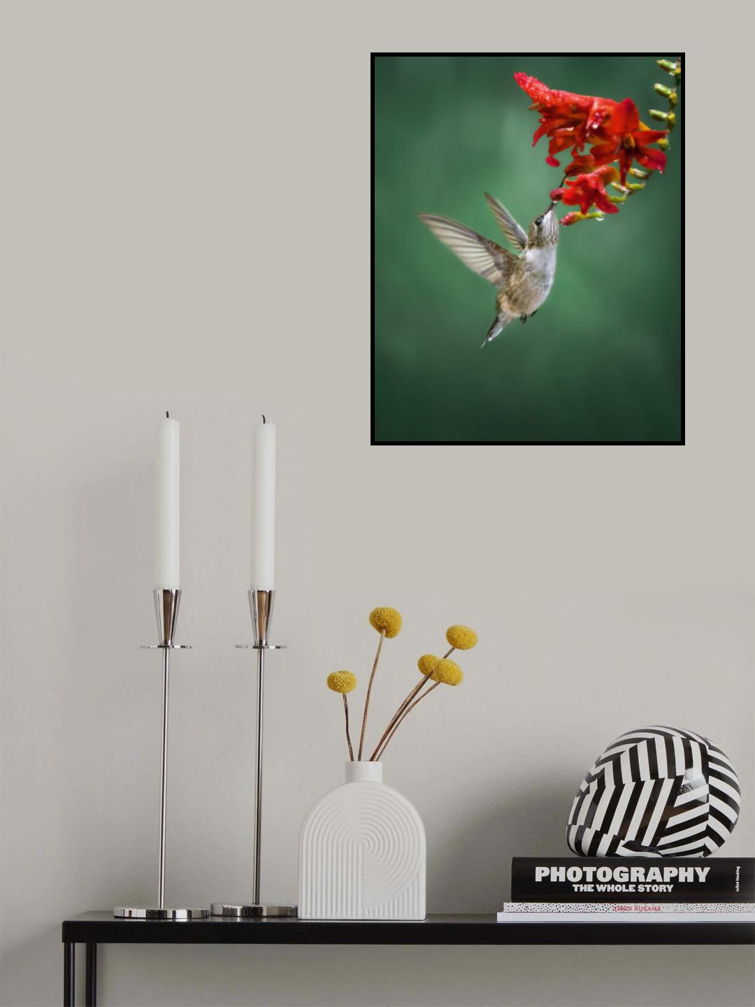 Hummingbird Poster och Canvastavla