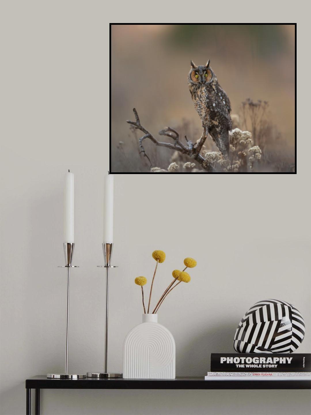 Long Eared Owl Poster och Canvastavla