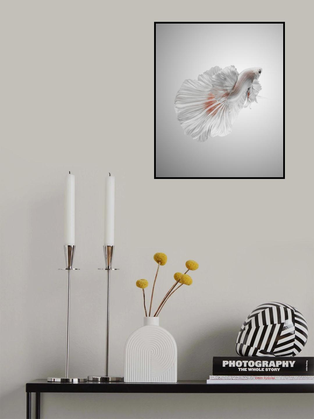 White Betta Poster och Canvastavla