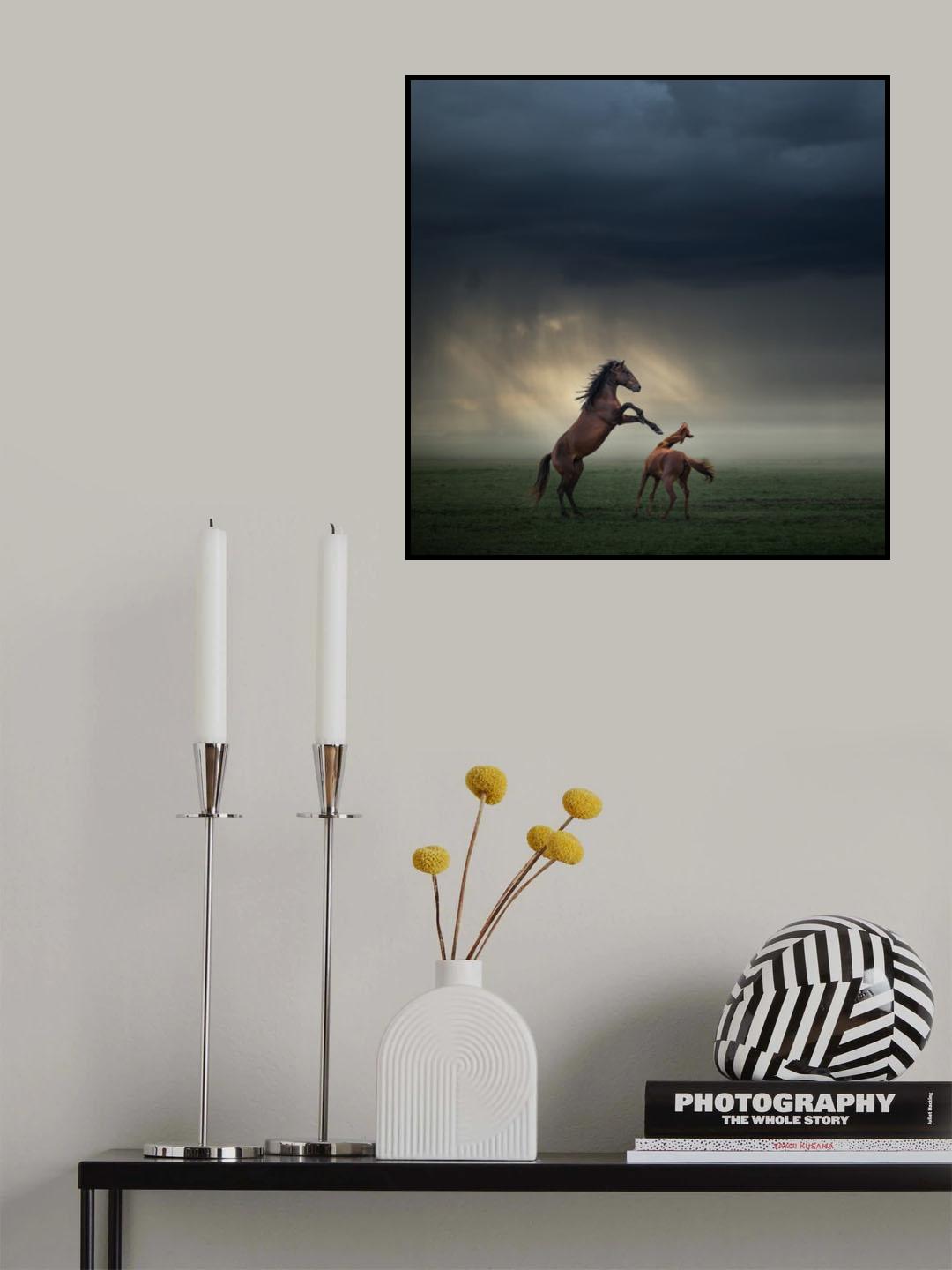 Horses Fight Poster och Canvastavla