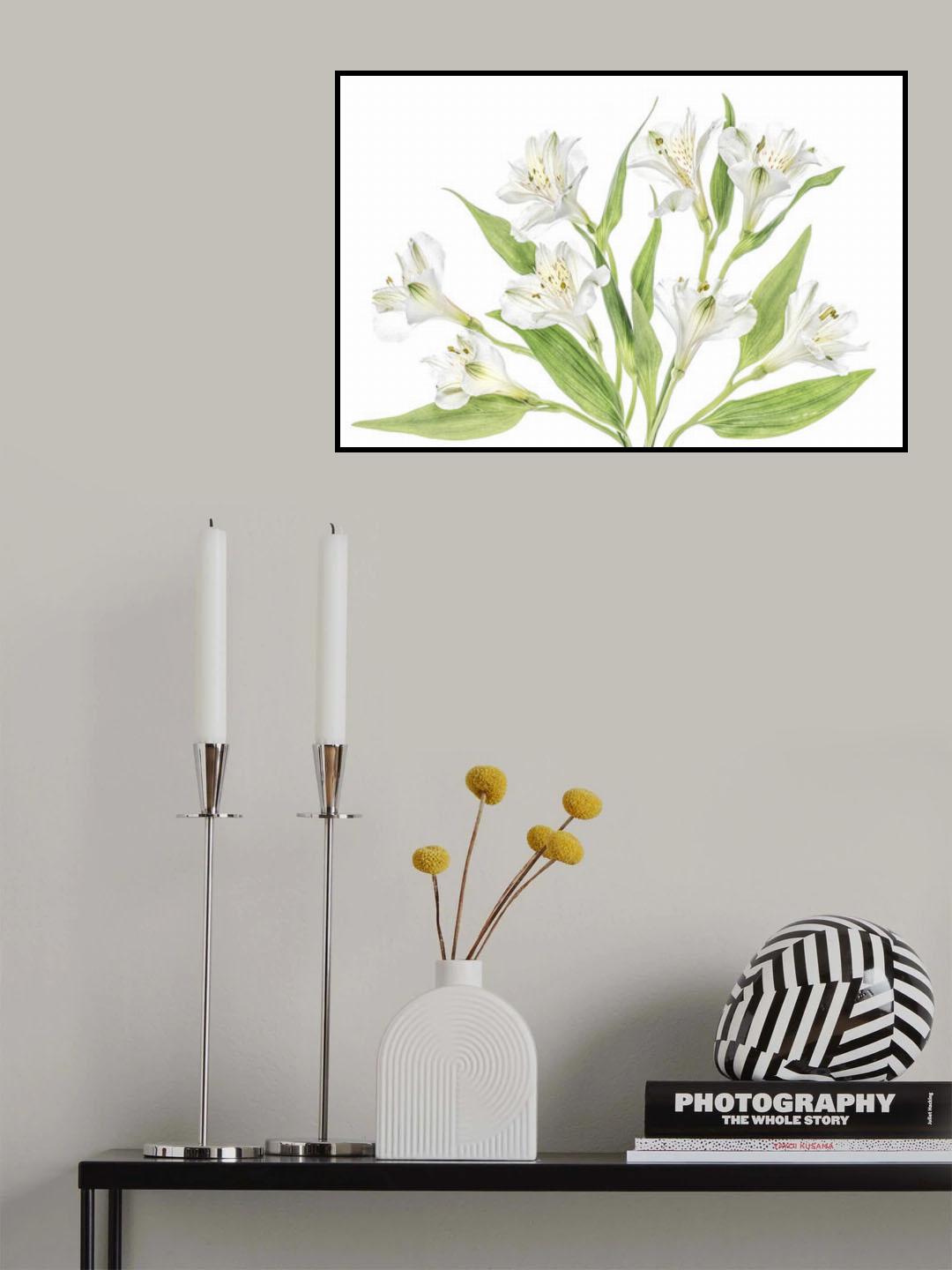 Alstroemeria Poster och Canvastavla