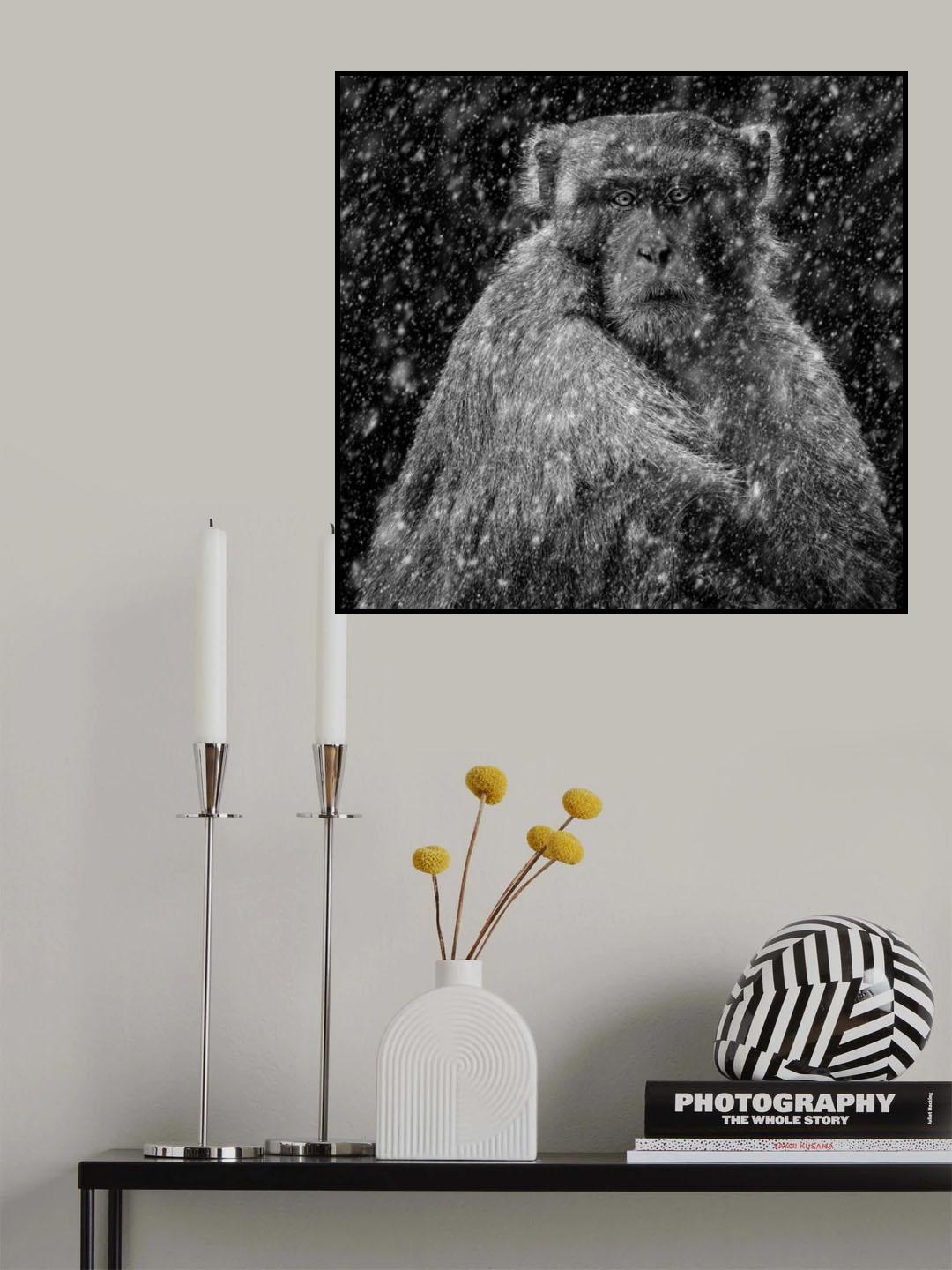 Monkey In Snow Poster och Canvastavla