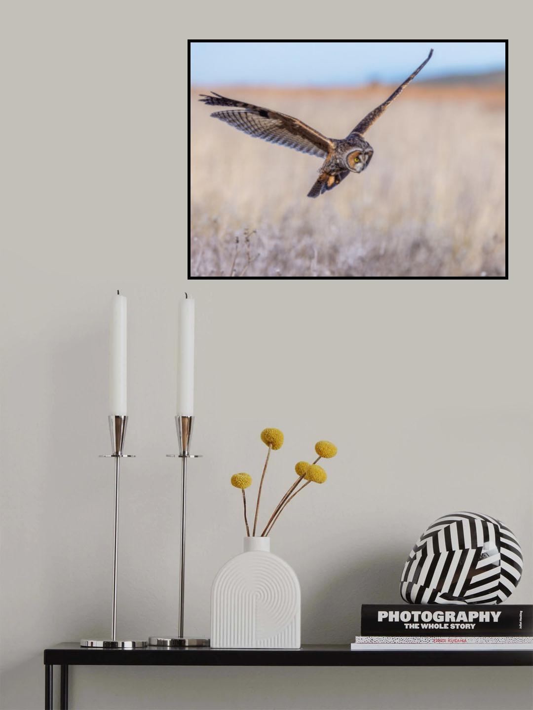 Long-eared owl Poster och Canvastavla