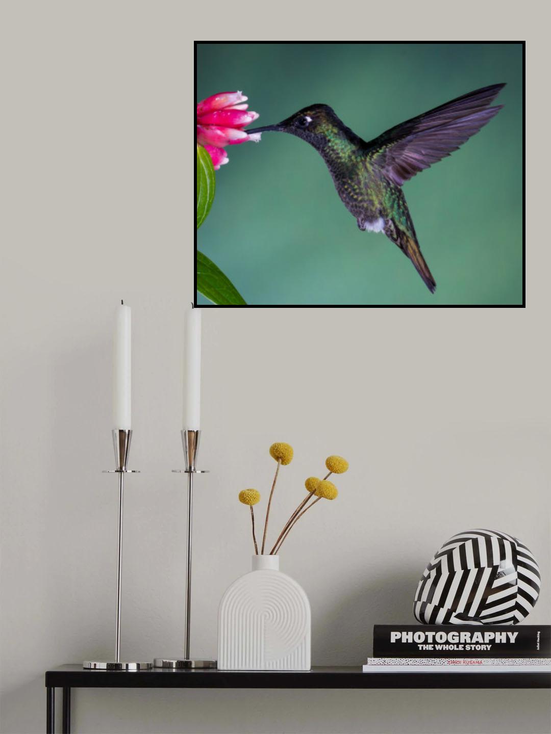Costa Rican Hummingbird Poster och Canvastavla