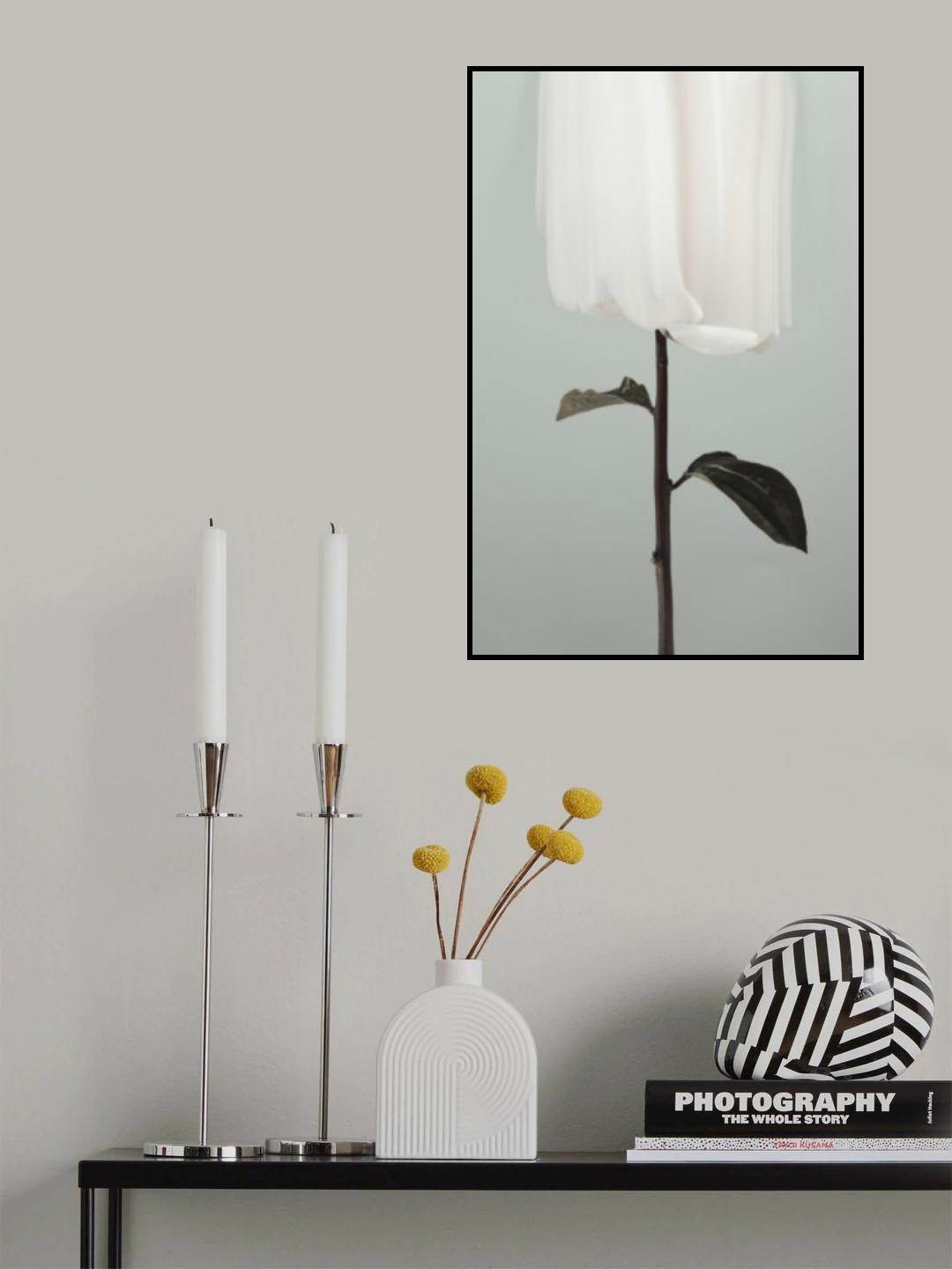 Peony 17 Poster och Canvastavla