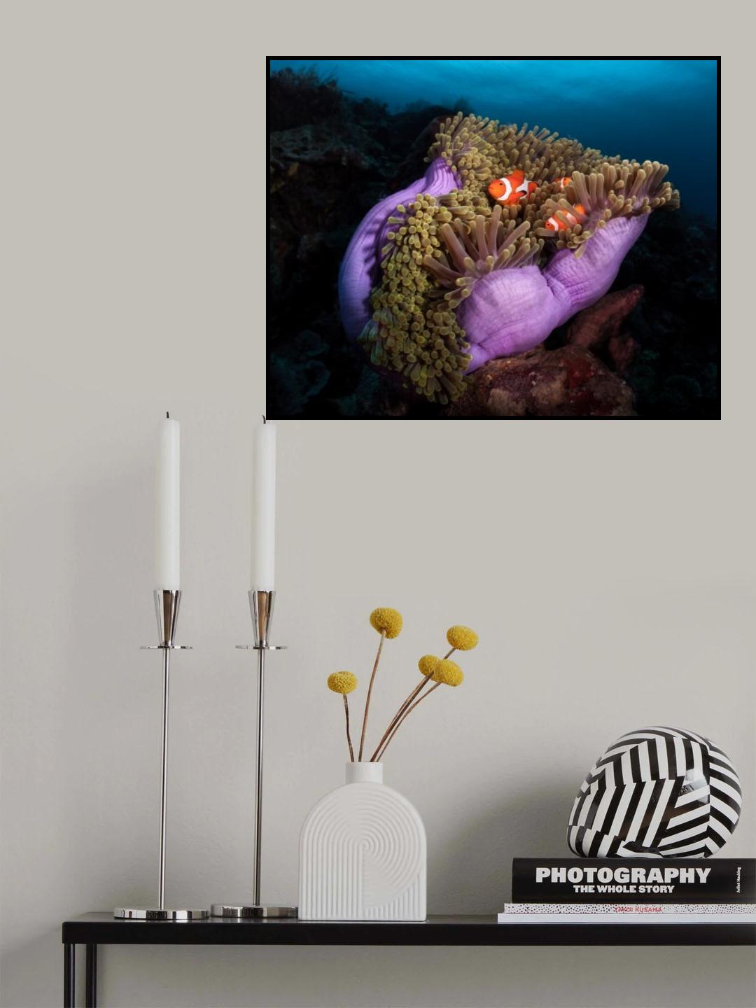 Clown Fish with Magnificent Anemone Poster och Canvastavla
