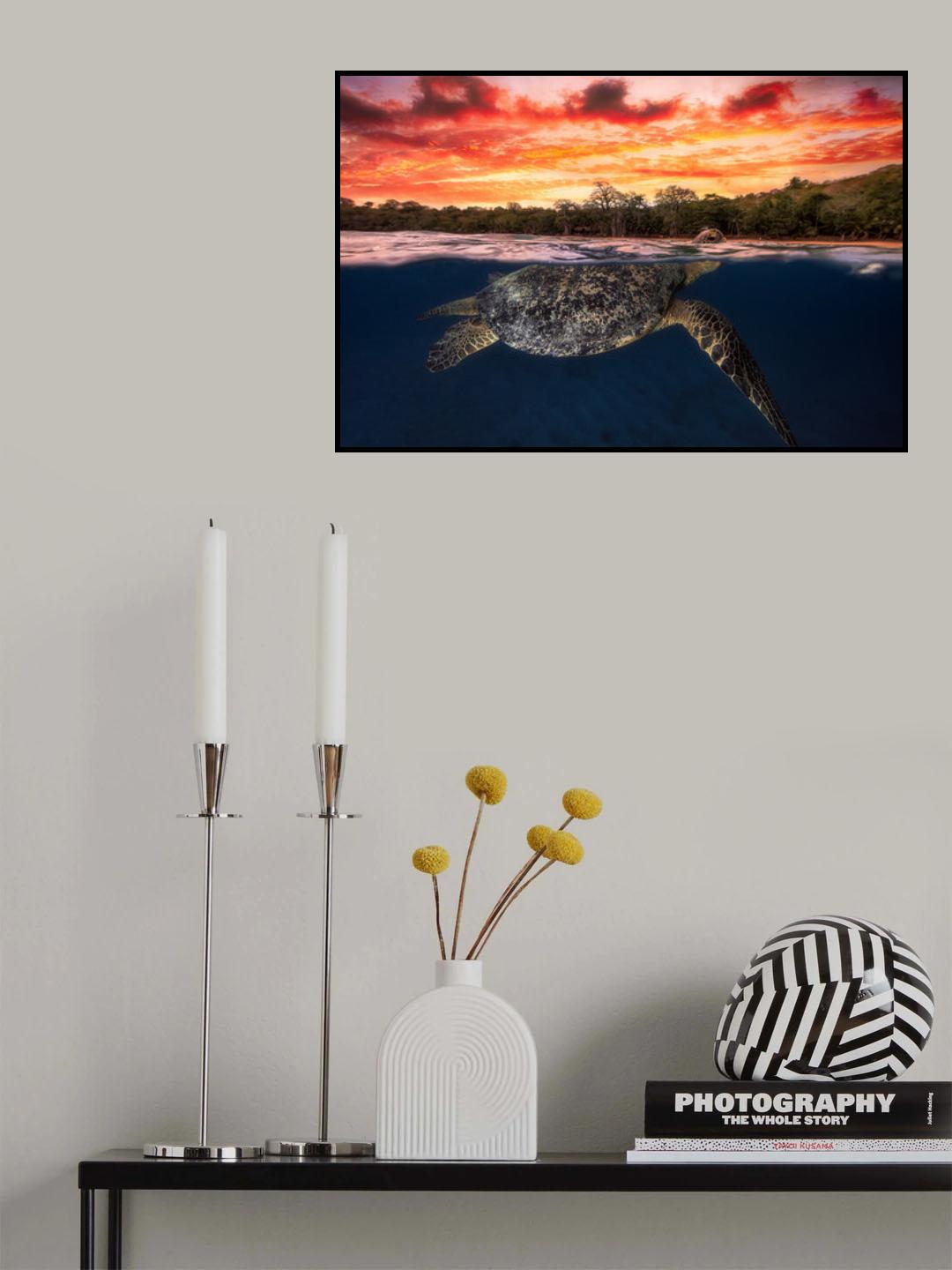 Green turtle and fire sky! Poster och Canvastavla