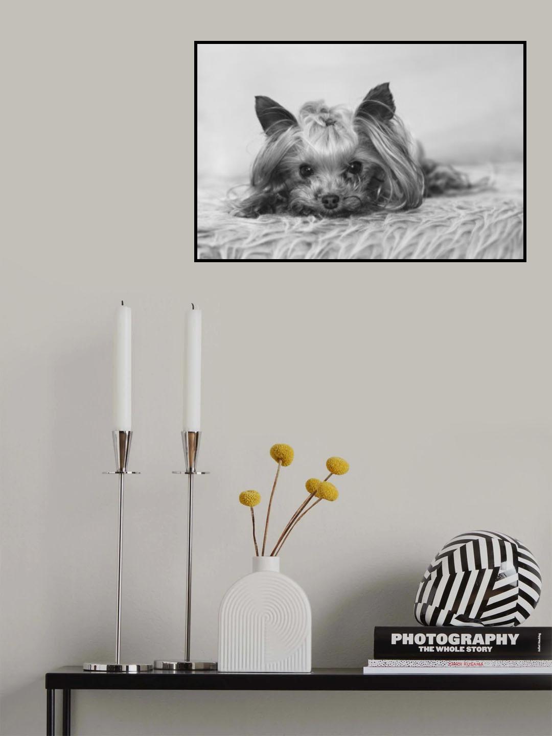 Lilu Poster och Canvastavla